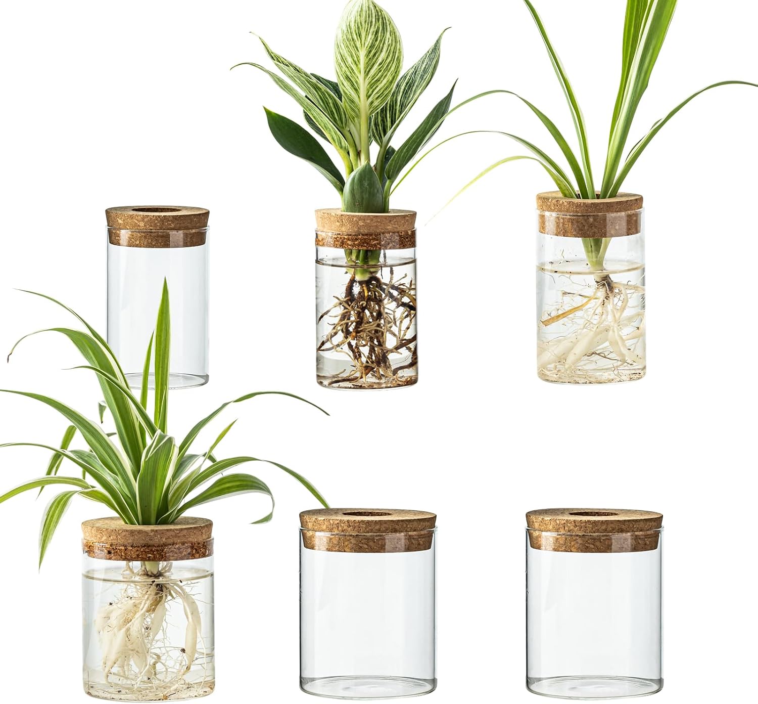 Glass Rooting Vases with Stand